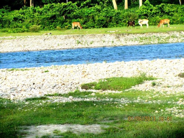 View of River Murti from WBFDC Resort