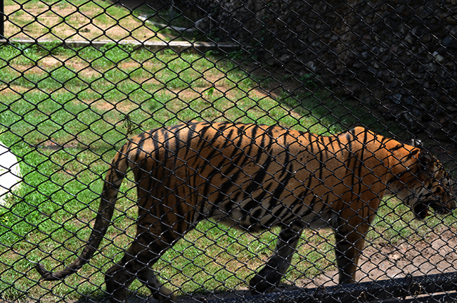 The Big Cat - the Royal Bengal Tiger