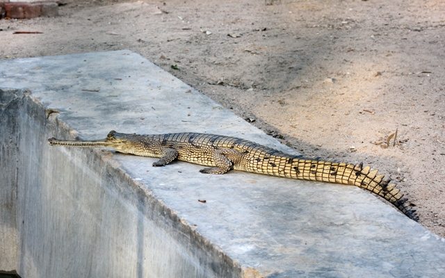 A young Gharial in the breeding centre