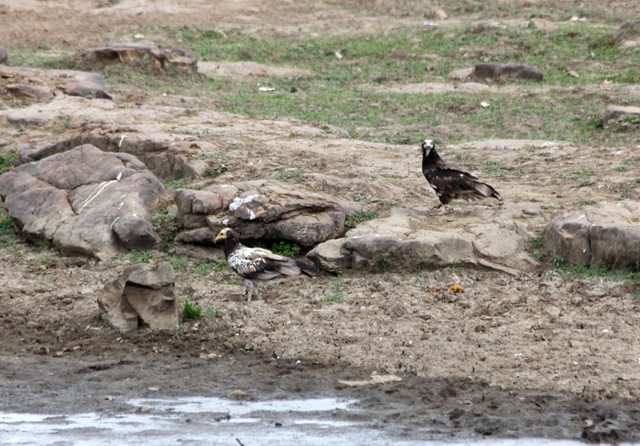 Egyptian Vultures