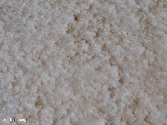 White Desert - Salt Marsh