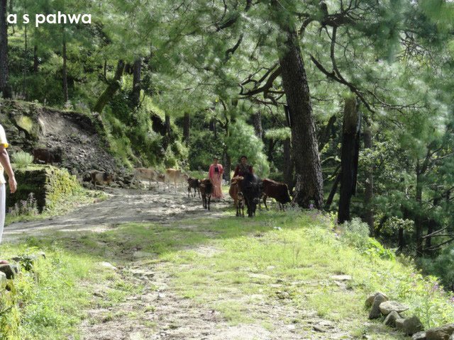 राह में विचरती गायें