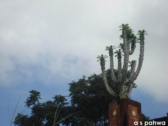 हरा-भरा कैक्टस, अविस्मरणीय...