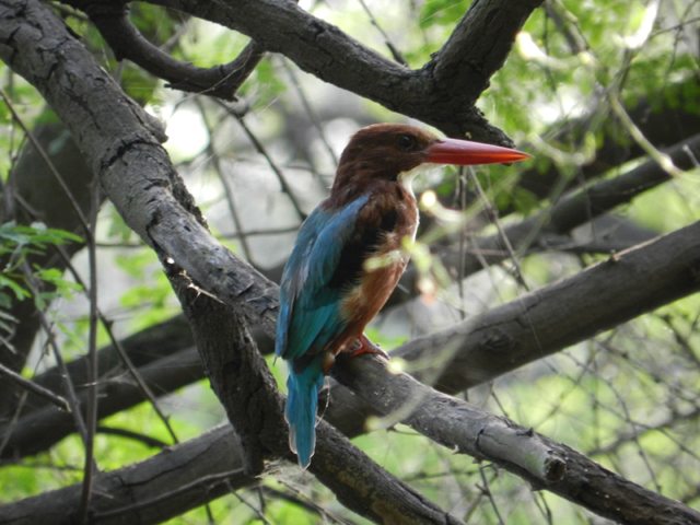 Kingfisher