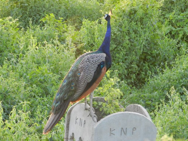Posing Peacock