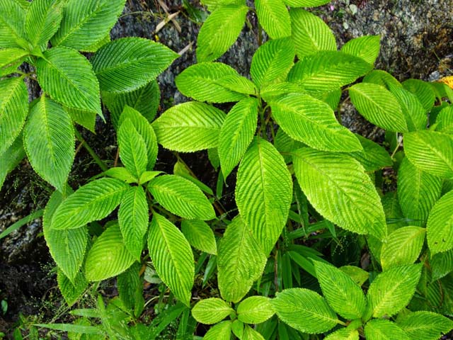 near Bakthang Waterfalls