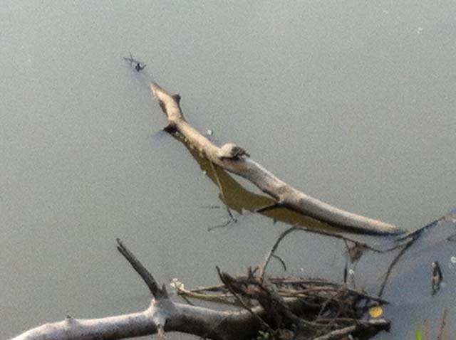Turtles - There were many of those sun bathing