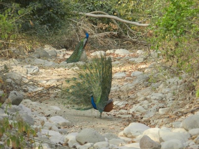 Peacocks in peak