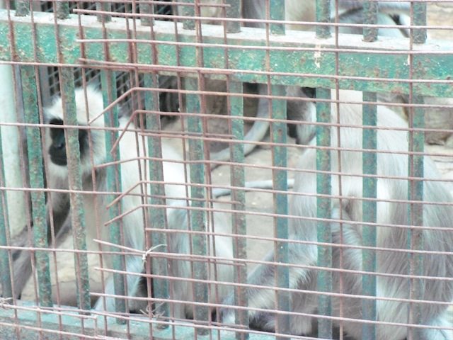 Shayad Hamare Purvaj hain, aisa kaha jata hai