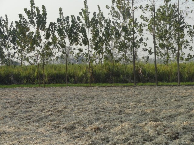 Step F, इस प्रकिया का अंतिम मगर महत्वपूर्ण चरण, रस निकलने के बाद गन्ने के छिलके, जिसे खोई कहते है, सुखाया जाता है, जो फिर कोल्हू की भट्टी में जलाने के काम आता है