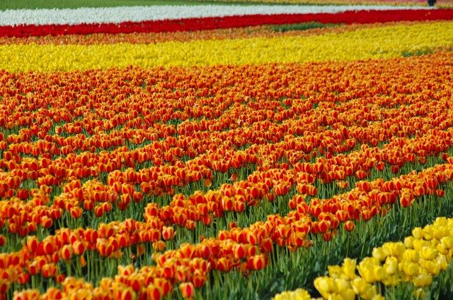 Tulip Garden, Seattle