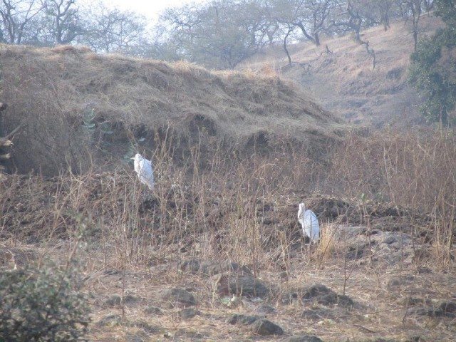 Egret birds perched atop the jungle terrain