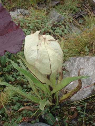 Brahma Kamal on the way to Roopkund