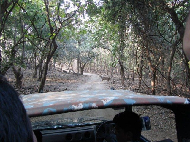 A lone spotted deer crossing our path