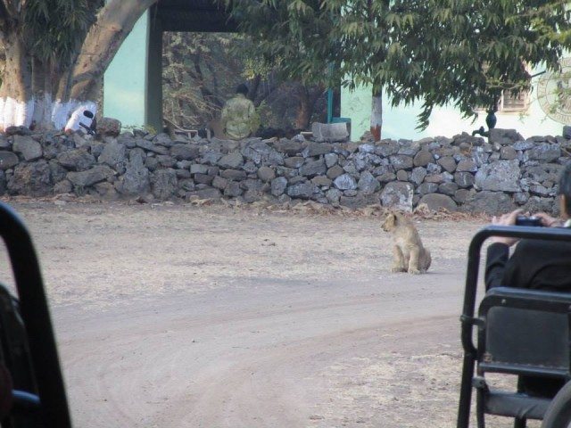 A cub posing for the shutterbugs