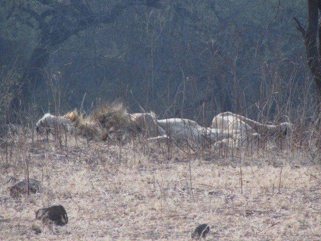 The king having his "Royal Sleep"