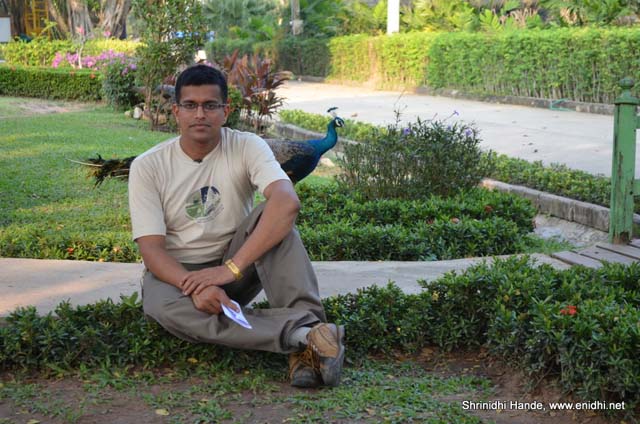 A peacock walks by freely