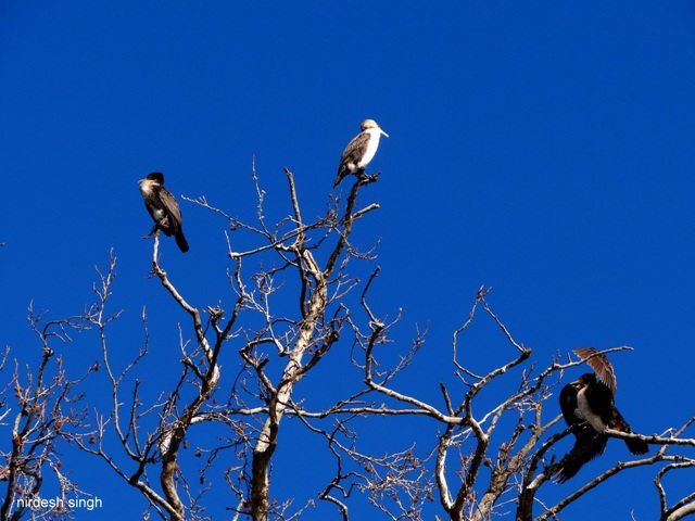 Nainital - Tourists of the Winged Kind