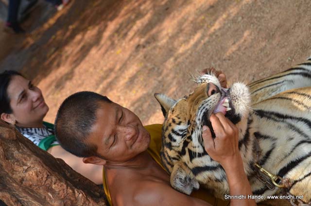buddhist monk playing with tiger
