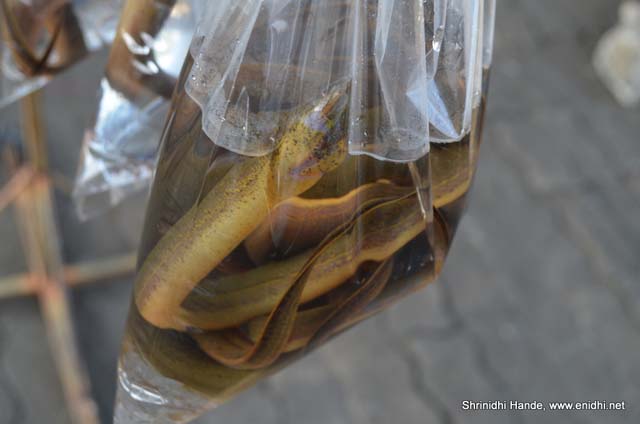 live snakes for sale