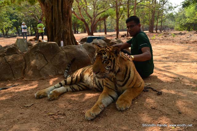 petting a tiger