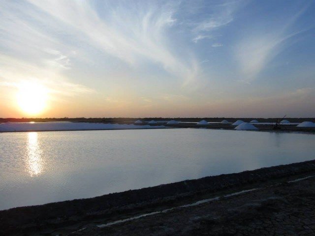 Salt harvesting fields