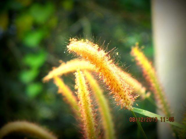 Wild flower at deer park