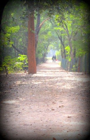 Walk through the deer park