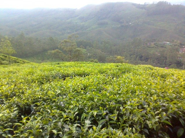 चाय की ताज़ी पट्टियां