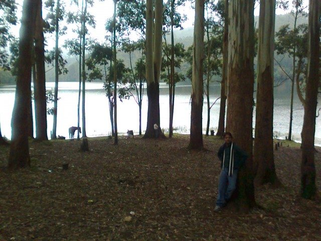 झील की सुंदरता को बढ़ाती वृक्षावली