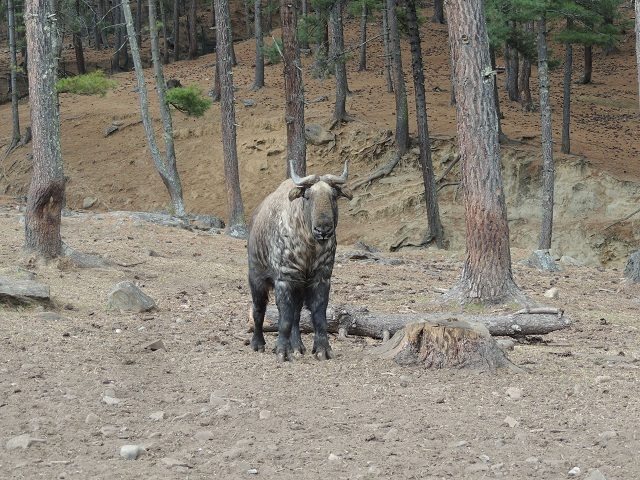 Takin, national animal of Bhutan 