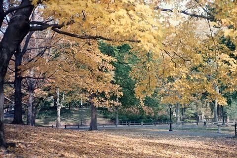 New York - Central Park
