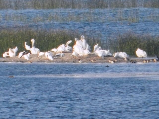Colony of Common Cranes