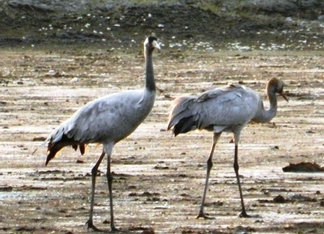 Demoiselle Cranes