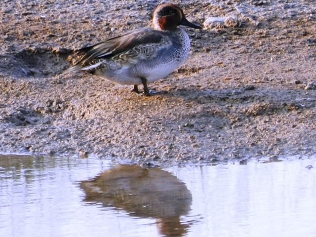Eurasian Wigeon