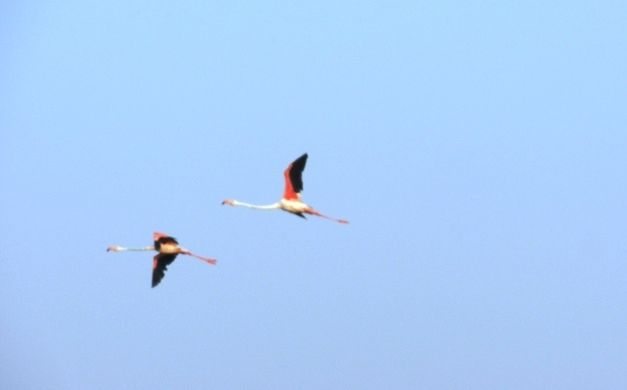 Pair of Lesser Flamingos