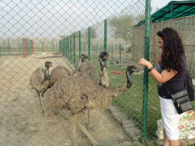 The distant cousins of African ostrichs are reared here