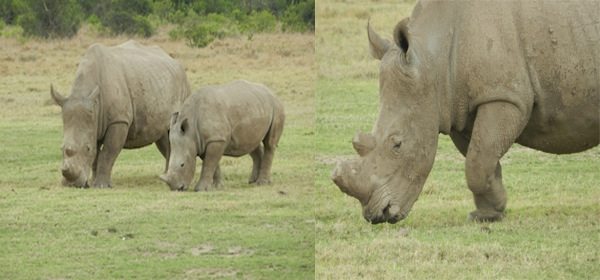 Horns cut to stop their poaching