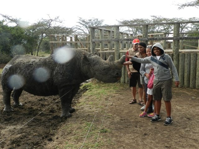 Baraka - the blind black rhino