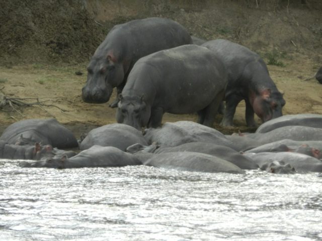 Hippos - Lazing around in water all day !