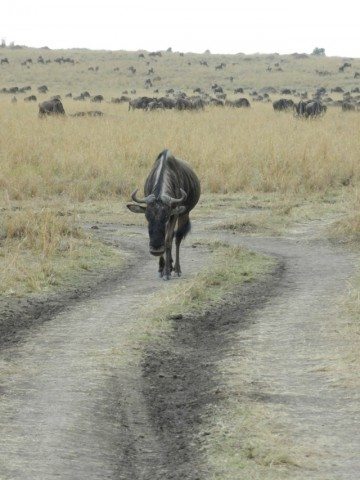 Wildebeest - Each one has to walk their own way....even in the crowd