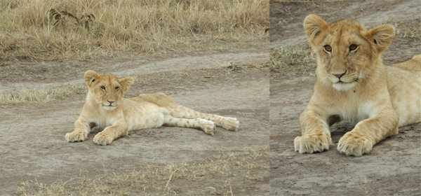 Lion cub - How adorable was he