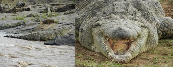 Crocs - It had a few broken teeth
