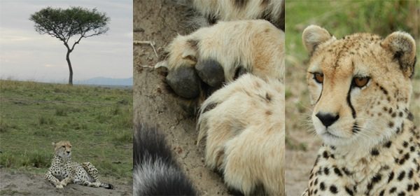 Female Cheetah sitting so calmy