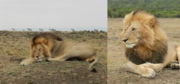 Lion taking a short nap with Zebras at the back