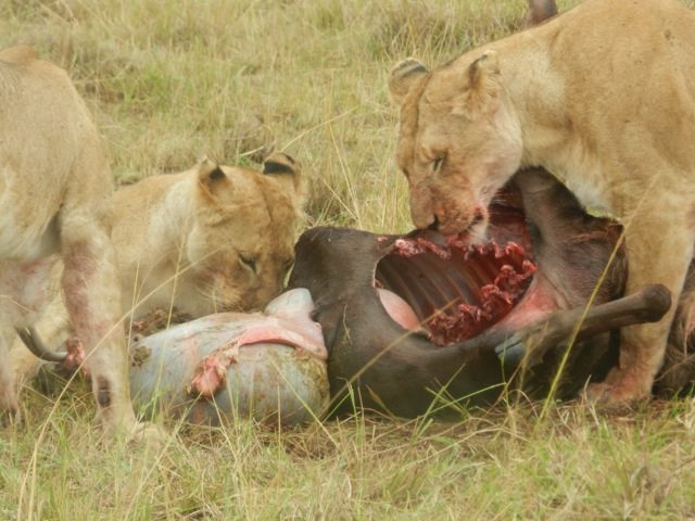 ion Kill - 5 Lioness and 1 buffallo (he didnt have a chance)