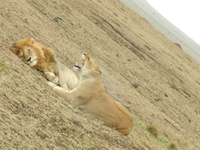 Lion King however in front of the lioness nothing to say....