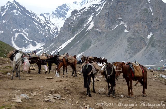 Our horses with their companion! Difficult to find ours