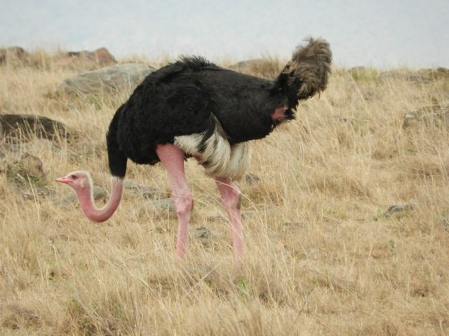 Ostrich looking for his mate