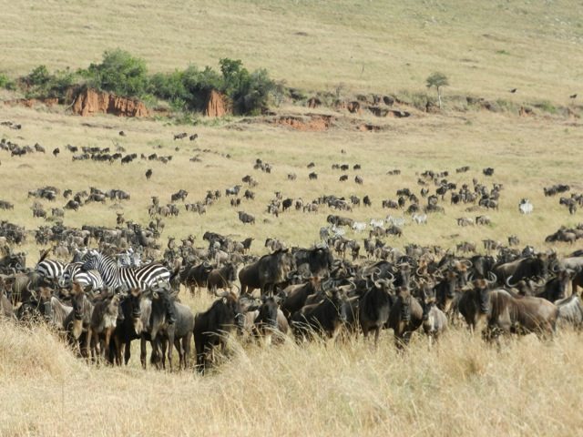 Migration in progress - Not hundreds...not thousands....but Millions and millions of them